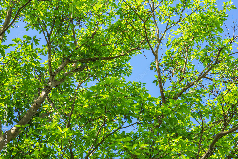 Green leaves branch against blue sky and clouds nature background 