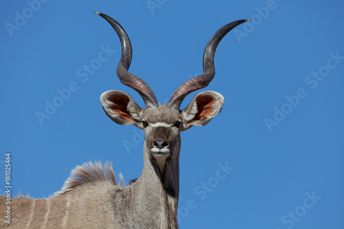 Kudu im Kgalagadi Transfrontier Park