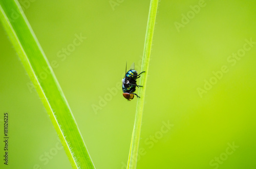 A fly on grass.
