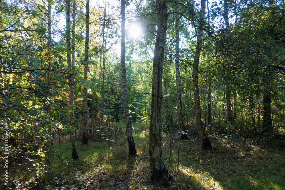 Obraz premium morning sun