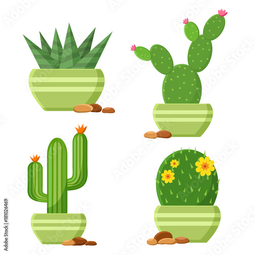 Colored cactus set in flowerpots with pebbles. Flowering cactus. Cartoon houseplants. Vector illustration