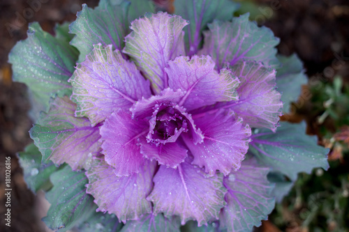 Red Cabbage