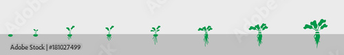 Stages of beet growth.  Small and large beets.  Ruler development of the vegetable.  green object.  Gray background.  Vector.  Separate elements.