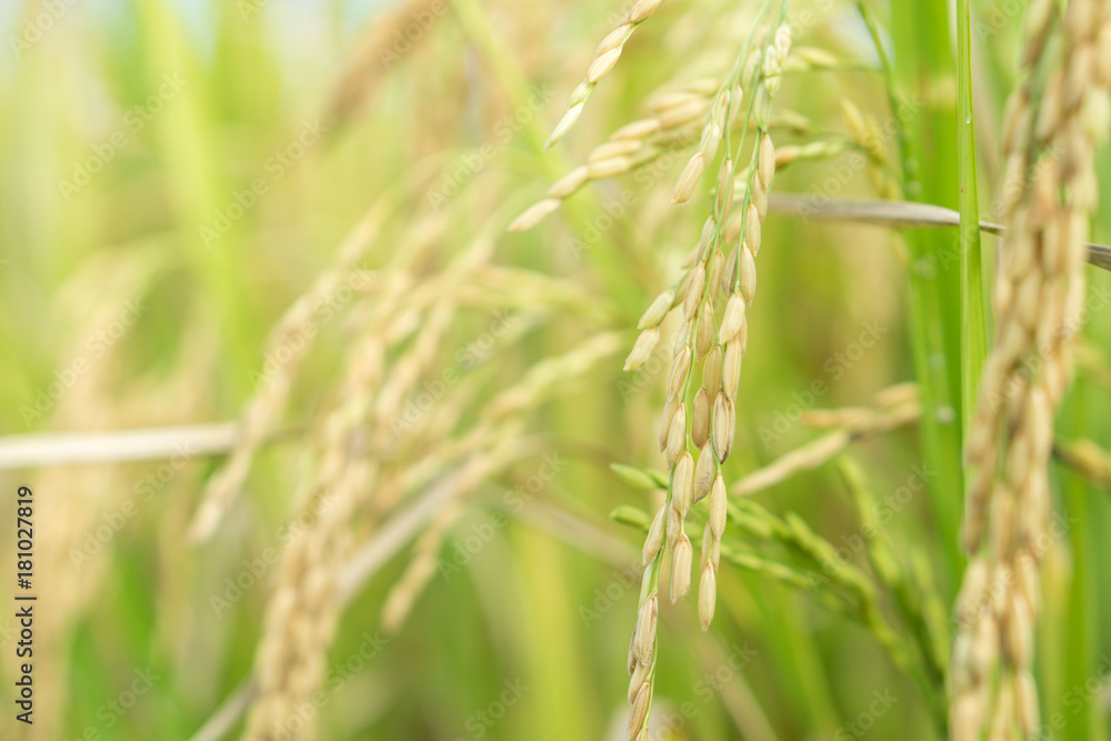 closeup rice field in countryside Thailand, landscape of rice paddy in the morning with copy space closeup rice field in countryside Thailand, landscape of rice paddy in the morning with copy space