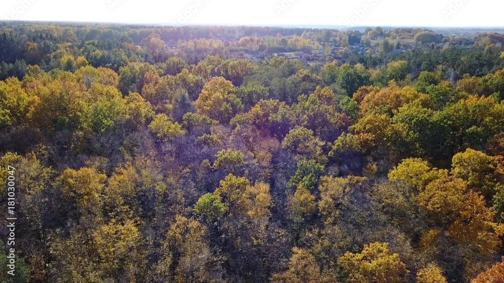 Aerial view of the forest with trees covered with yellow foliage Aerial view of the forest with trees covered with yellow foliage