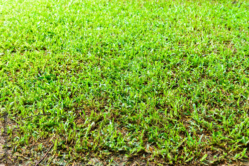 playground, Green lawn pattern, Green grass natural background.