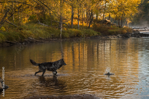 Grey Wolf (Canis lupus) Investigates Splash © geoffkuchera