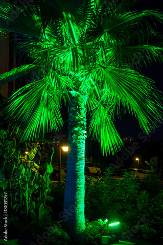 Lighted Palm In The Night