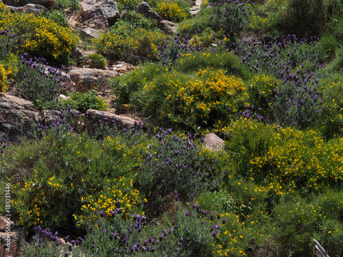 Korsika, blau-gelber Blumenteppich im Frühling
