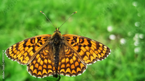 Orange butterfly