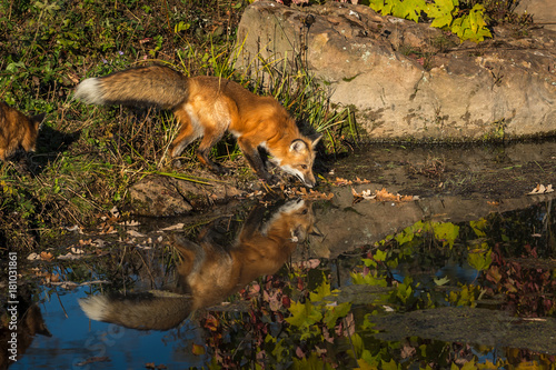 Red Fox (Vulpes vulpes) Sniffs at Water