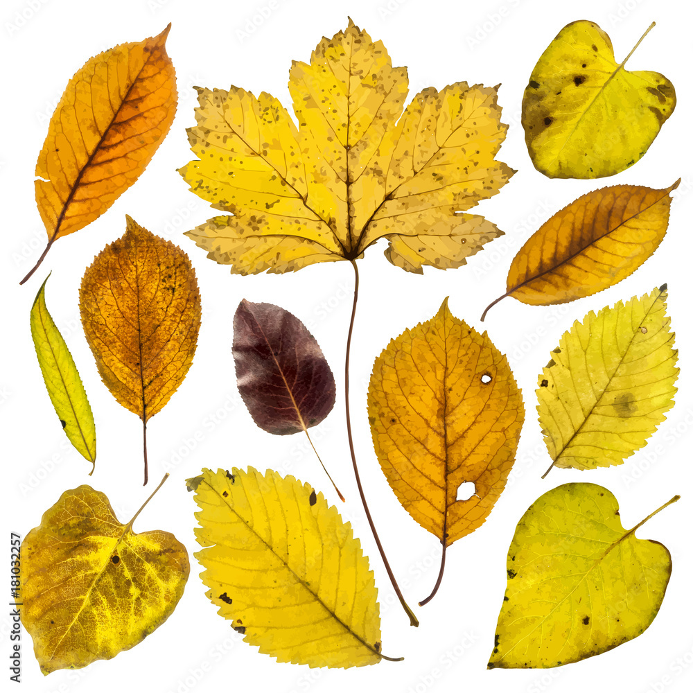 Collection of autumn leaves on white background Collection of autumn leaves on white background