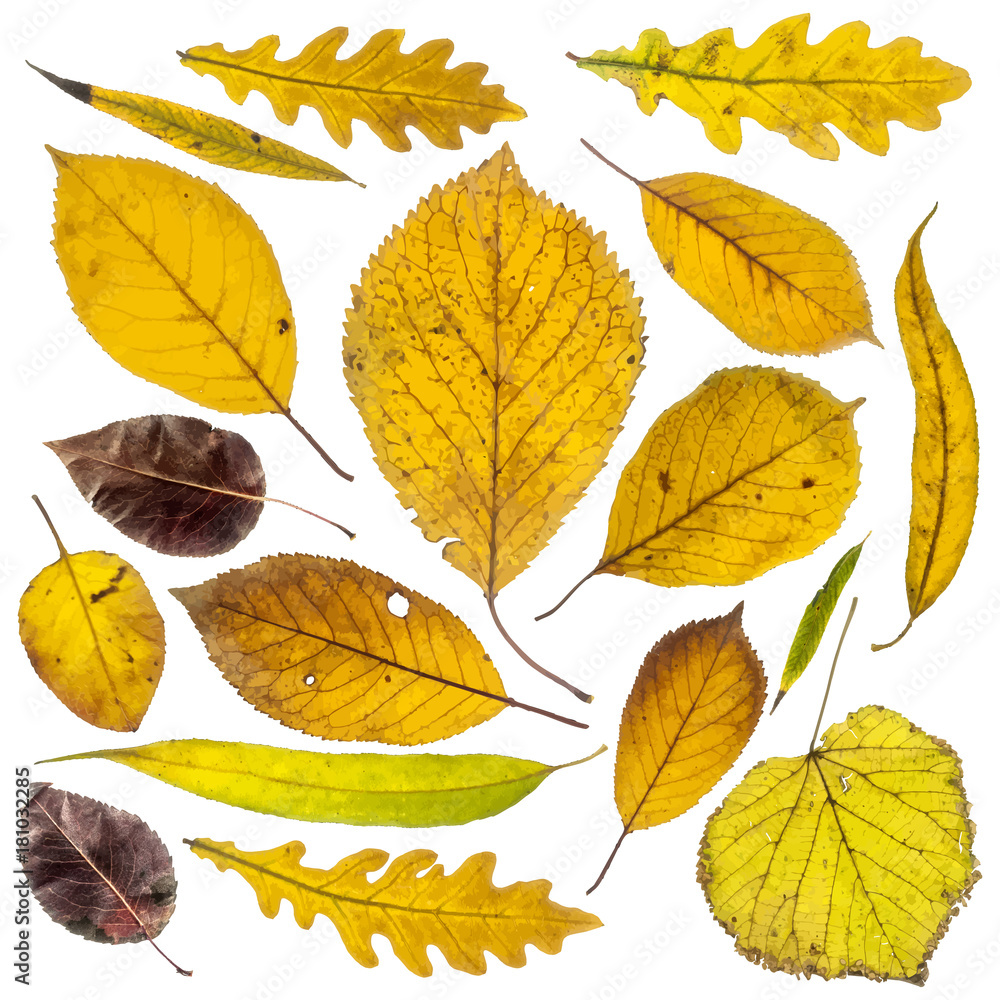 Fototapeta premium Collection of autumn leaves on white background