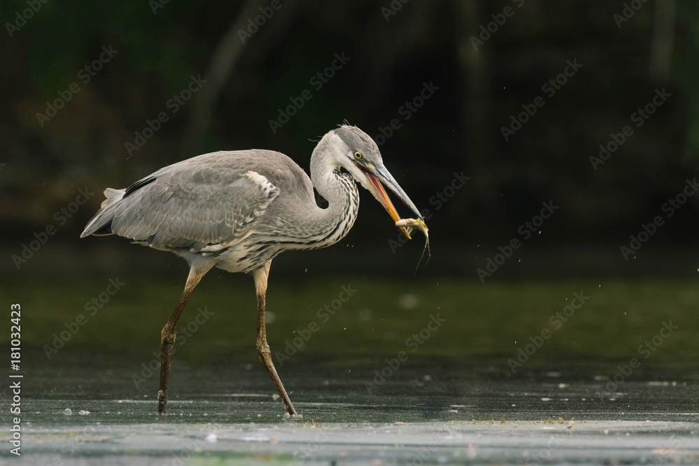 Naklejka premium Heron catches a fish