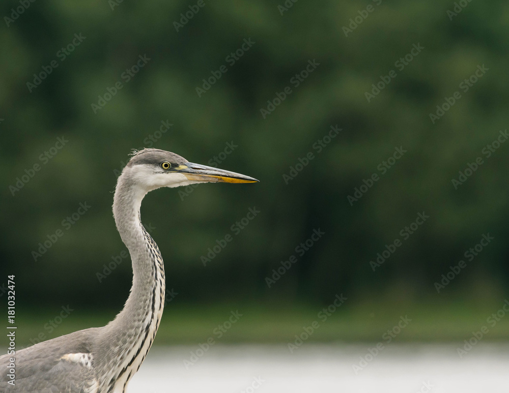 Portrait of heron on the lake Portrait of heron on the lake
