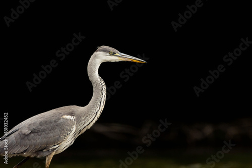 Portrait of heron with black background