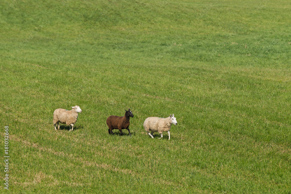 Three Sheep (Ovis aries) in Line Moving Right Three Sheep (Ovis aries) in Line Moving Right