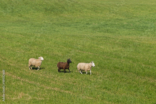 Three Sheep (Ovis aries) in Line Moving Right