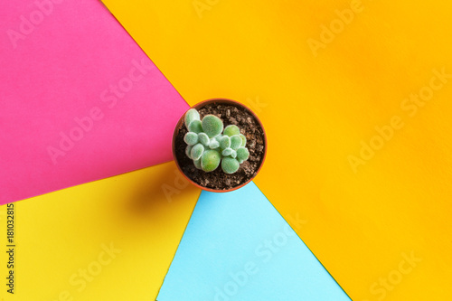 succulent flower on bright colored background. Flat lay, top view