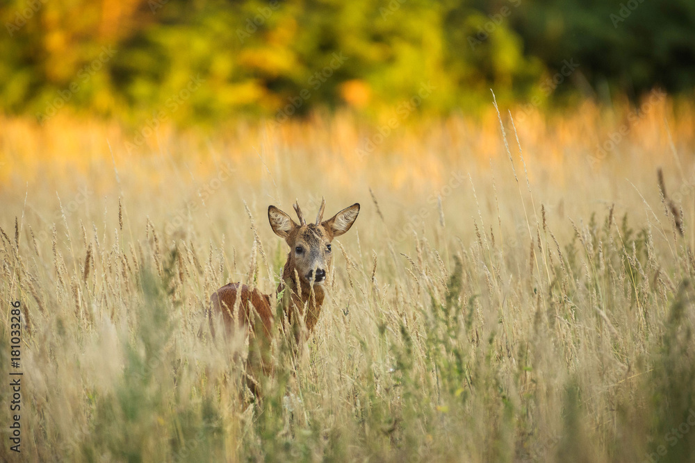 Summer atmosphere with a deer Summer atmosphere with a deer