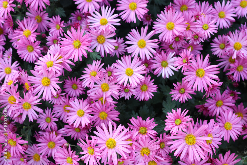 ピンク色の小さな菊の花 ピンク色の小さな菊の花