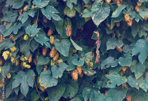 Green leaves and cones close-up. Natural background, texture.