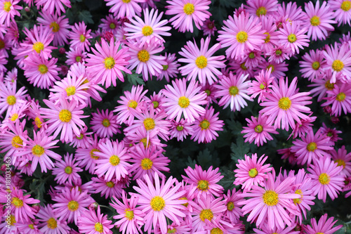 ピンク色の小さな菊の花 Images – Browse 2 Stock Photos, Vectors