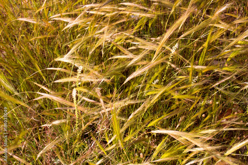 Meadow. Beautiful fresh green plant. Ears and grass. Meadow. Beautiful fresh green plant. Ears and grass.