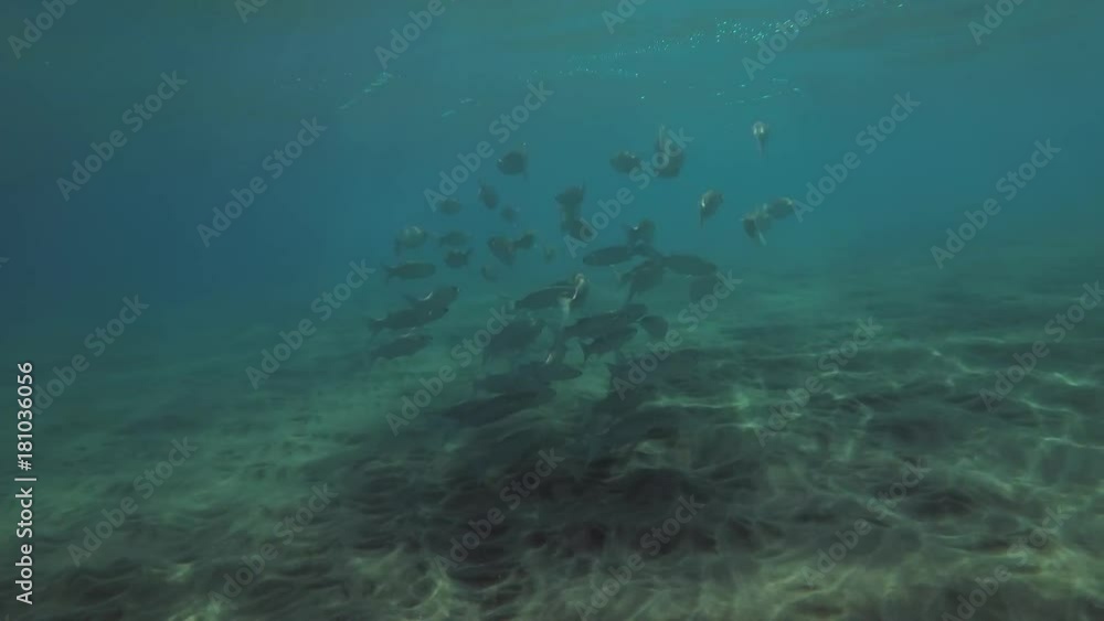 school of Striped Mullet (Mugil cephalus) built in a ball stands between surface of water and bottom, Red sea, Marsa Alam, Abu Dabab, Egypt
school of Striped Mullet (Mugil cephalus) built in a ball stands between surface of water and bottom, Red sea, Marsa Alam, Abu Dabab, Egypt