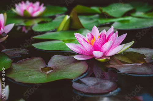 Photography beautiful pink lotus flower.