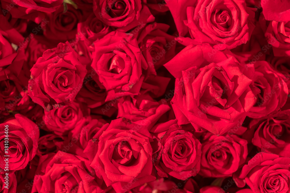 Beautiful natural red roses pattern background Beautiful natural red roses pattern background