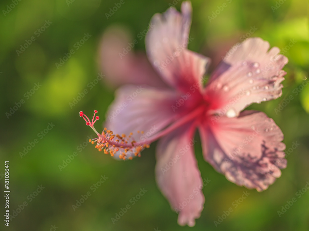 Makroaufnahme einer rosa Hibiskusblüte mit Fokus auf den Blütenstand und Blüte in Unschärfe verlaufend aufgenommen in Thailand Makroaufnahme einer rosa Hibiskusblüte mit Fokus auf den Blütenstand und Blüte in Unschärfe verlaufend aufgenommen in Thailand