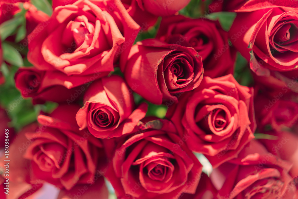 Beautiful natural red roses background