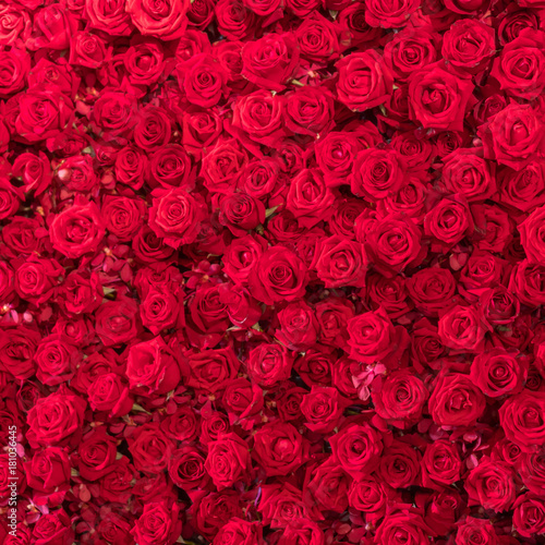Beautiful natural red roses pattern background