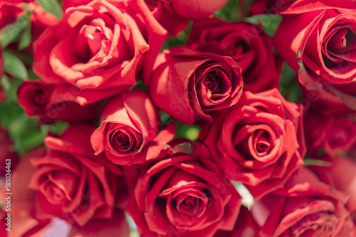 Beautiful natural red roses background