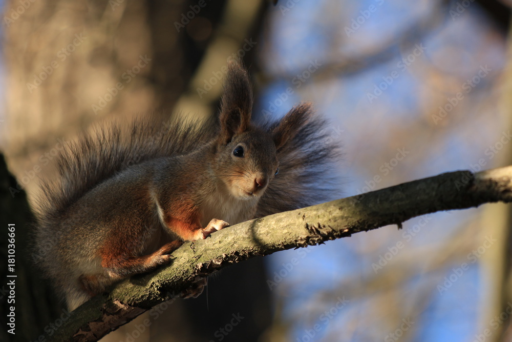 Obraz premium squirrel in the park