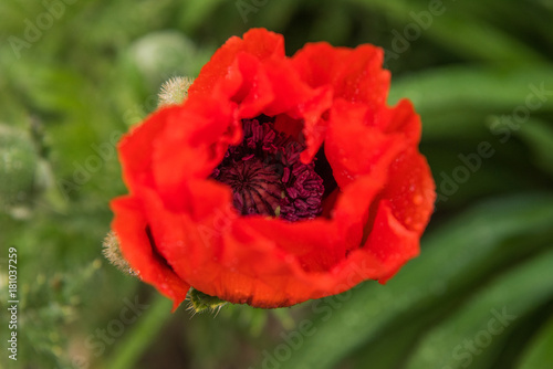 red poppy in the garden