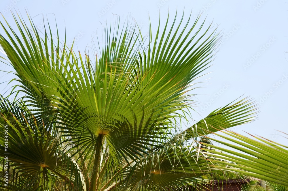 Background with green palm leaves and blue sky. Traveling background Background with green palm leaves and blue sky. Traveling background