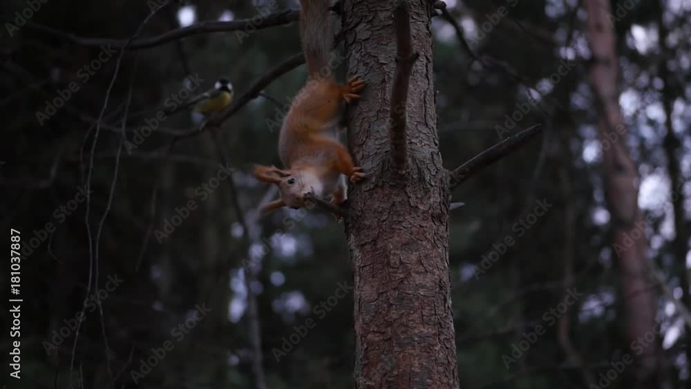 Red squirrel runs along the trunk of a tree in the autumn forest. HD, 1920x1080, slow motion Red squirrel runs along the trunk of a tree in the autumn forest. HD, 1920x1080, slow motion