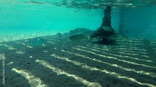 School of Orangespotted Trevally (Carangoides bajad) hunts under a pier on a massive school of Hardyhead Silverside (Atherinomorus lacunosus), Red sea, Marsa Alam, Egypt
 photo