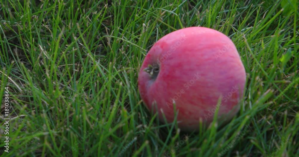Fallen Organic Apple in Shifting Selective Focus. 4k DCI footage Fallen Organic Apple in Shifting Selective Focus. 4k DCI footage