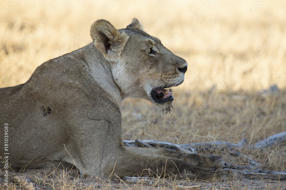 Naklejka premium Close-up of a lioness lying down to rest on soft Kalahari sand