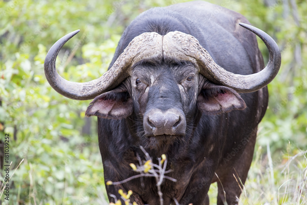 Portrait close-up of a buffalo chewing on grass looking angry