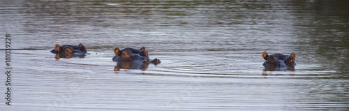 Heads of three hippo sticking out of the water to hide from a summer day