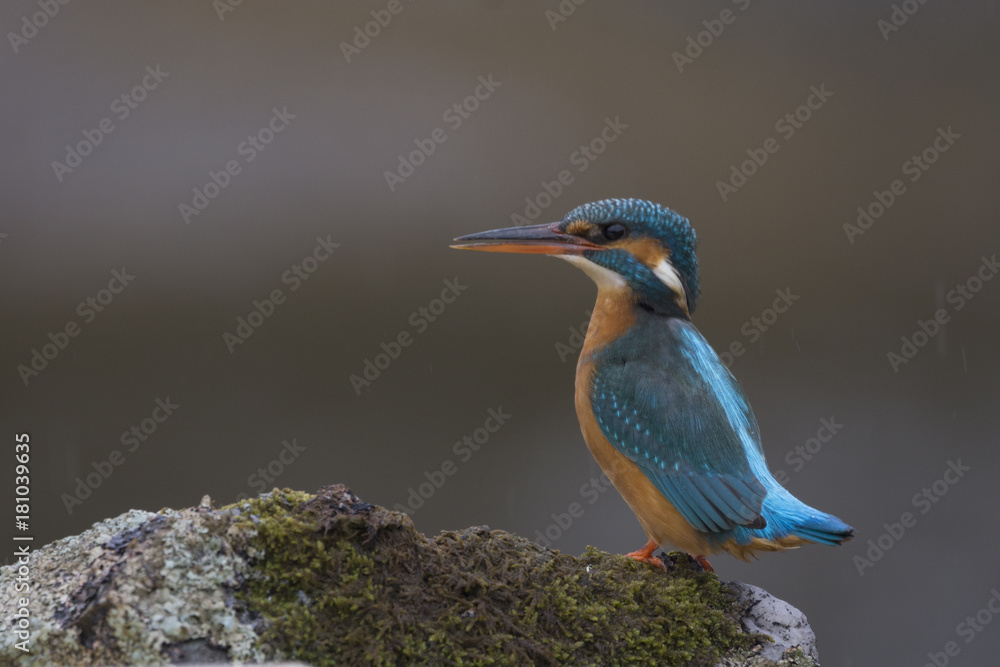 Fototapeta premium Common Kingfisher_00000089979782