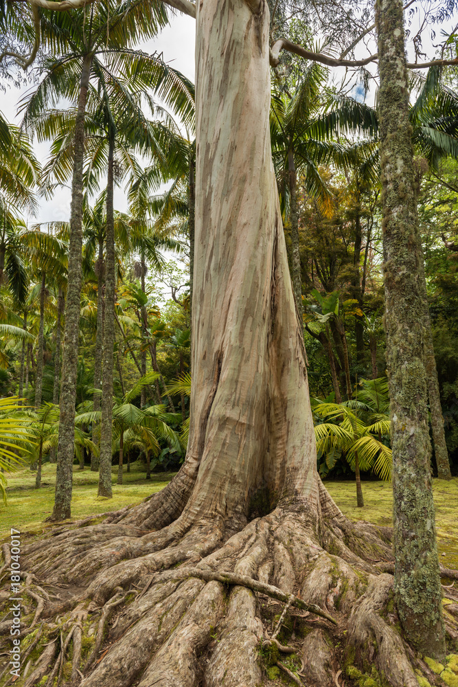 log of an old australien gum tree with big roots in a park on san miguel azores log of an old australien gum tree with big roots in a park on san miguel azores