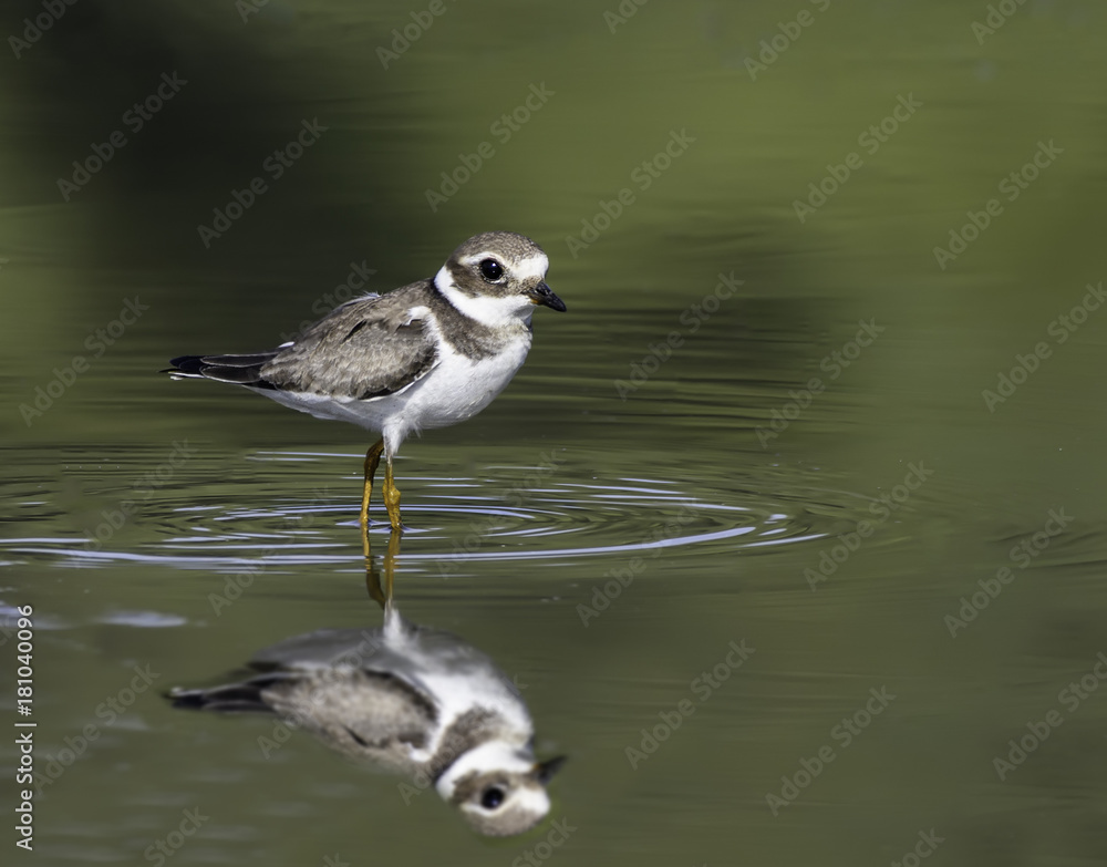 Common Ringed Plover with Reflection on Green Background Common Ringed Plover with Reflection on Green Background