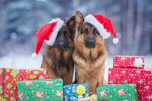 Canvas Print Two german shepherd dogs dressed in  christmas hats sitting near the christmas g
