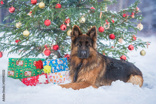 German shepherd dog with gifts lying under the christmas tree 