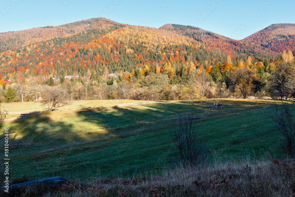 Fototapeta premium Autumn Carpathians (Ukraine).